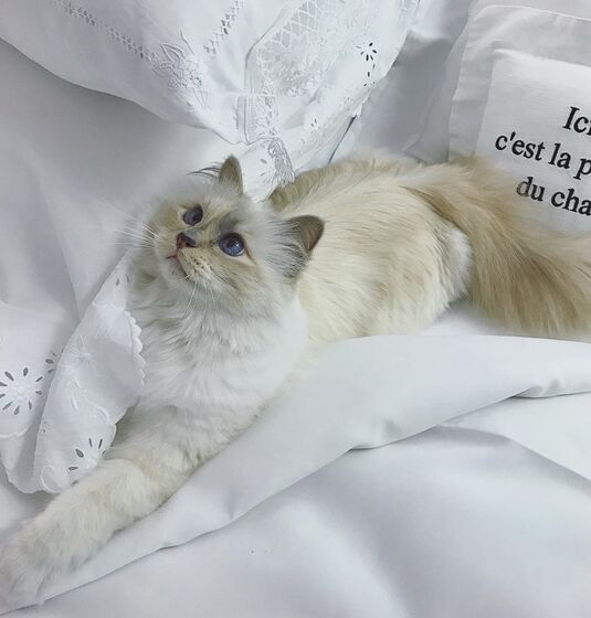 karl lagerfeld e choupette ( a gata)
