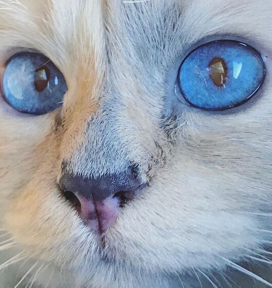 karl lagerfeld e choupette ( a gata)