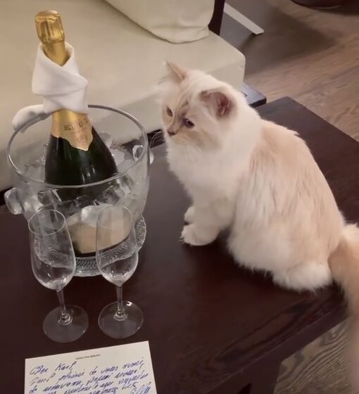 karl lagerfeld e choupette ( a gata)