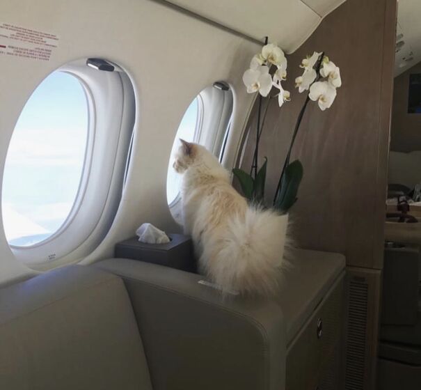 karl lagerfeld e choupette ( a gata)