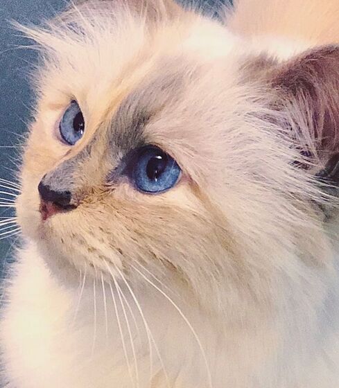 karl lagerfeld e choupette ( a gata)