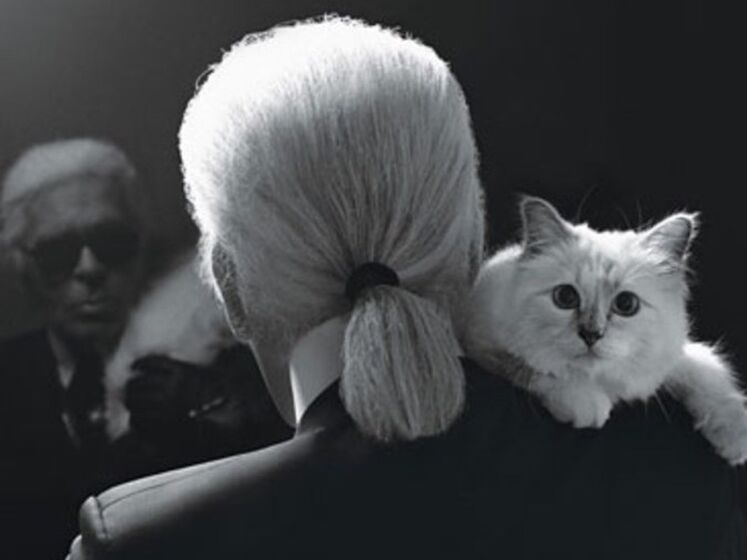 karl lagerfeld e choupette ( a gata)