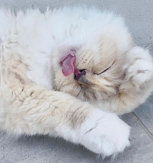 karl lagerfeld e choupette ( a gata)