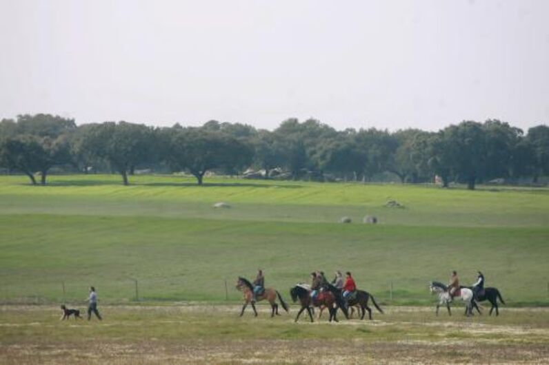 João Moura, cavaleiro, toureiro, detido, animais, maus tratos, cães, galgos