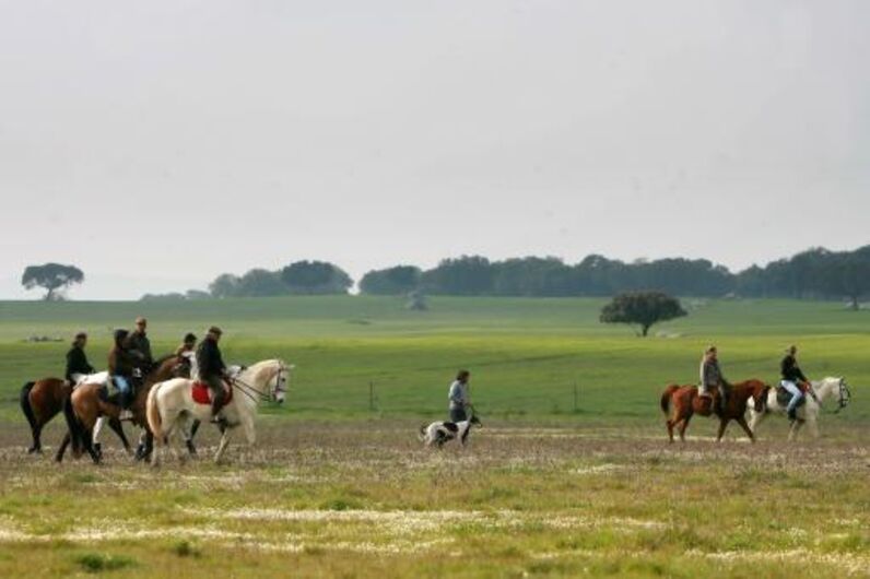 João Moura, cavaleiro, toureiro, detido, animais, maus tratos, cães, galgos