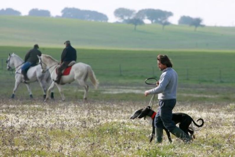 João Moura, cavaleiro, toureiro, detido, animais, maus tratos, cães, galgos