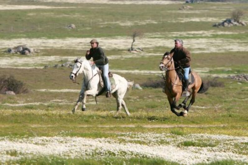 João Moura, cavaleiro, toureiro, detido, animais, maus tratos, cães, galgos