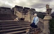 Psicólogo dos corgis de Isabel II faz alerta sobre problemas dos cães após quarentena