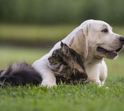 Dicas para manter o seu animal de estimação protegido em dias de coronavírus