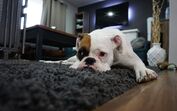 O isolamento está a afetar o comportamento dos animais de estimação. Saiba como