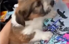 Dias depois da morte da cadela Uva, Nuno Mark adoptou nova moscote: Chiclete