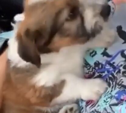 Dias depois da morte da cadela Uva, Nuno Mark adoptou nova moscote: Chiclete