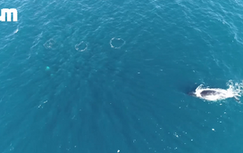 Grupo de orcas persegue família de baleias na Austrália. Veja as imagens