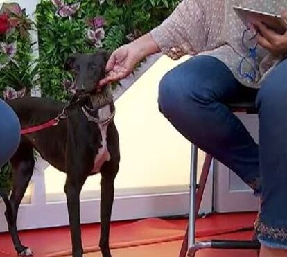 Cavaleiro João Moura acusado de 18 crimes de maus-tratos a animais após ter abandonado galgos à sua sorte