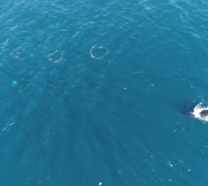 Grupo de orcas persegue família de baleias na Austrália. Veja as imagens