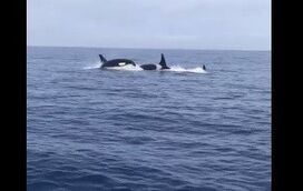 Orcas assustam pescadores ao passarem rente a barco