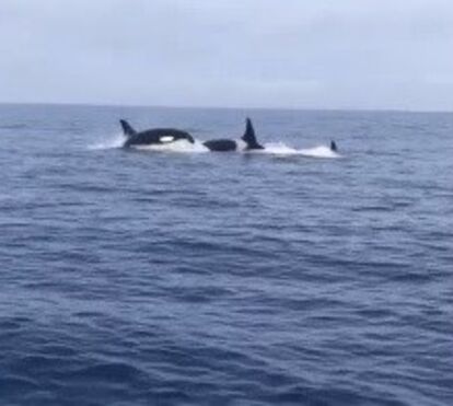 Orcas assustam pescadores ao passarem rente a barco