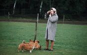 isabel ii, corgis
