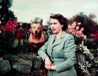 isabel ii, corgis