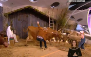 Vaca louca no estúdio quase dá cornada em criança