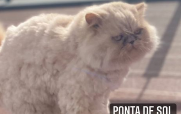Gato de Dolores Aveiro