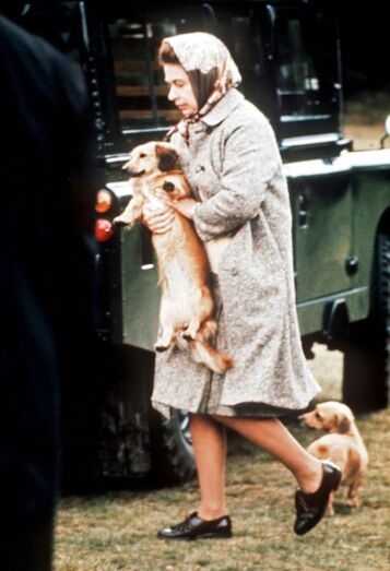 isabel ii, corgis