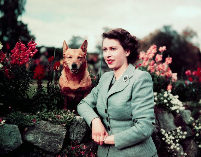 A monarca britânica de 94 anos já teve dezenas de corgis, a sua raça favorita de cães, desde criança.