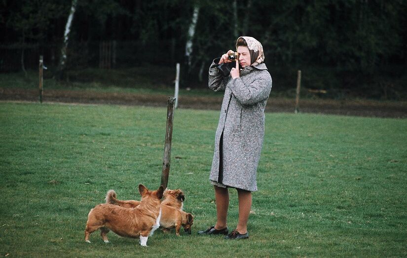 isabel ii, corgis