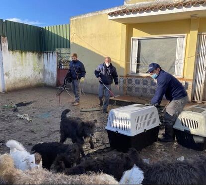 Chocante. PSP resgata 29 cães de casa sem condições em Cascais. Dono ameaçava de morte os vizinhos