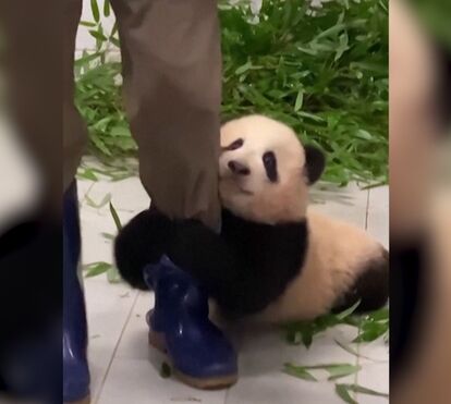 O vídeo com um panda bebé a tentar trepar a perna do tratador está a 'derreter' a internet 