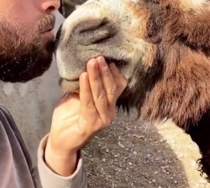 João Manzarra declara o seu amor pelo burro... e até lhe dá beijos na boca