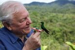 Sir David Attenborough: 100 anos do homem que trouxe o mundo selvagem para as nossas casas e salvou a alma do Planeta
