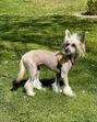 Animais de estimação de Georgina Rodríguez