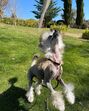 Animais de estimação de Georgina Rodríguez