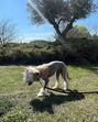 Animais de estimação de Georgina Rodríguez