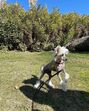 Animais de estimação de Georgina Rodríguez