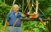 David Attenborough na nova minissérie 'Life in Color'