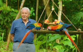 Para os amantes do mundo animal: David Attenborough vai ter nova minissérie na Netflix!