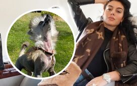 Georgina Rodríguez apresenta novo animal de estimação. Conheça Antonia, a cadela que custa mais de mil euros