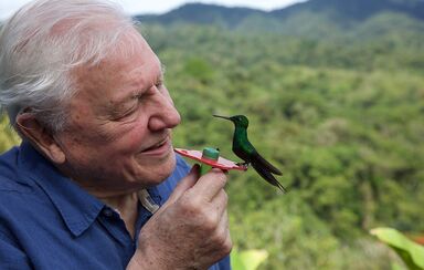 David Attenborough na nova minissérie 'Life in Color'