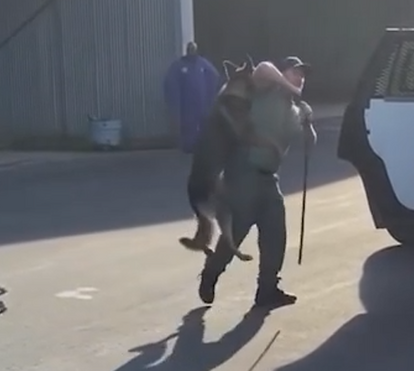 Polícia maltrata cão polícia durante treino. Imagens registadas pela câmara de outro agente