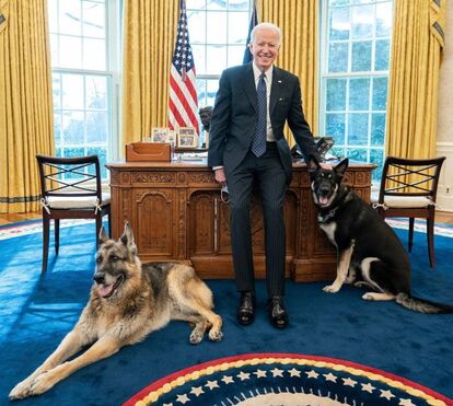 'Bad dog!': Cães de Joe Biden foram afastados da Casa Branca