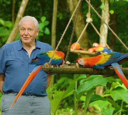 Para os amantes do mundo animal: David Attenborough vai ter nova minissérie na Netflix!