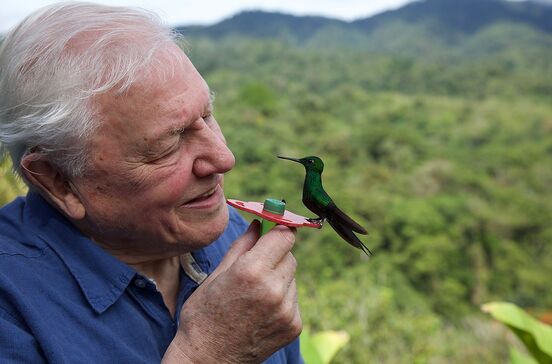 David Attenborough na nova minissérie 'Life in Color'
