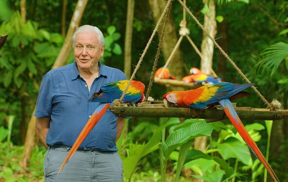 David Attenborough na nova minissérie 'Life in Color'