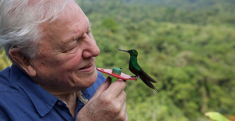 Sir David Attenborough: 100 anos do homem que trouxe o mundo selvagem para as nossas casas e salvou a alma do Planeta