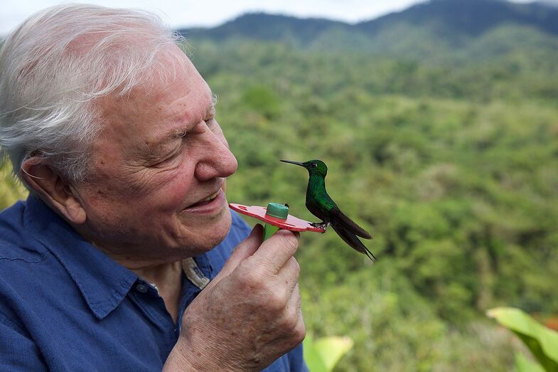 David Attenborough na nova minissérie 'Life in Color'
