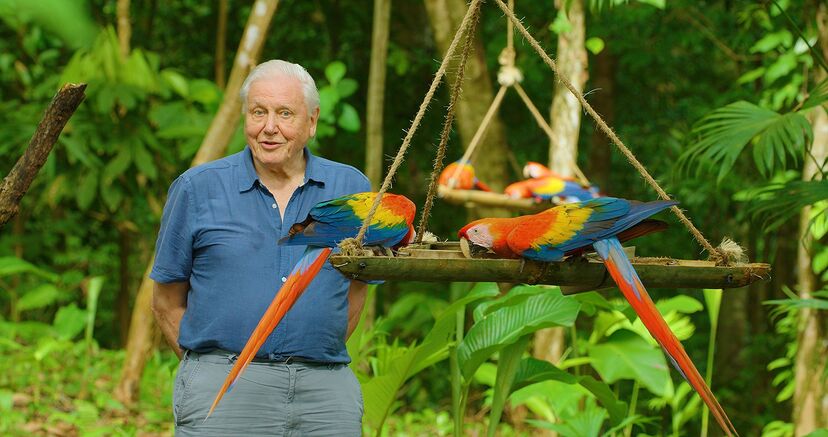 David Attenborough na nova minissérie 'Life in Color'