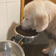 Cão de Tânia Ribas de Oliveira