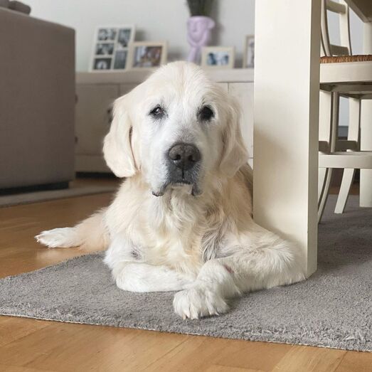 Cão de Tânia Ribas de Oliveira